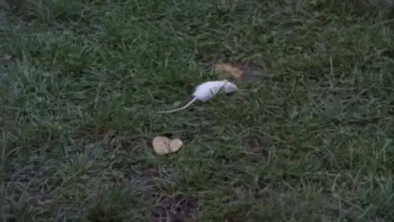 La mascota del profesor