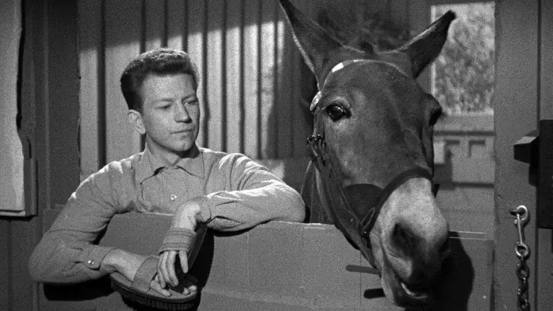 Francis en las carreras - Fondo