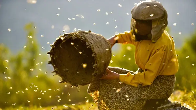 Honeyland - Fondo