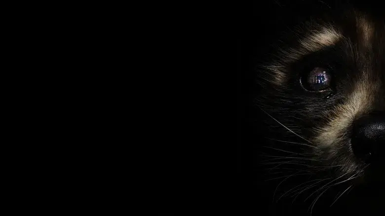 Guardianes de la Galaxia: Volumen 3 - Fondo