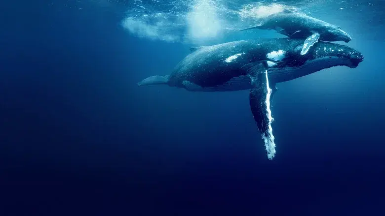 Océanos con David Attenborough - Fondo