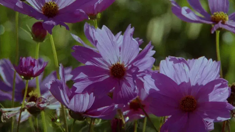 El color púrpura - Fondo