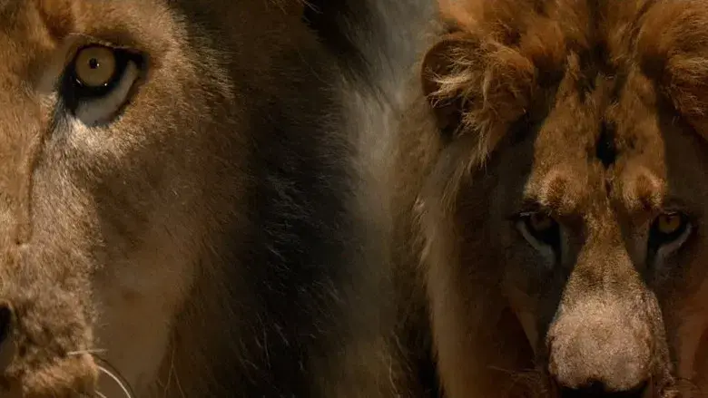 Los demonios de la noche - Fondo