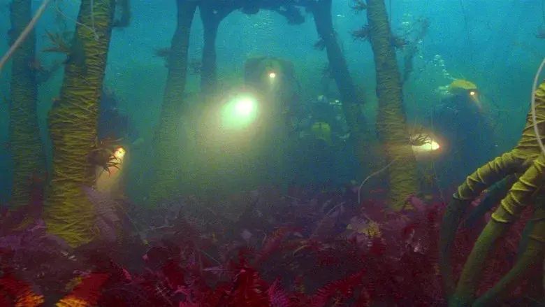 Life Aquatic - Fondo