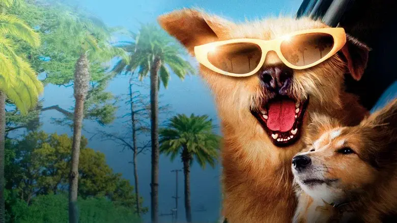 Dr. Dolittle 5 - Fondo