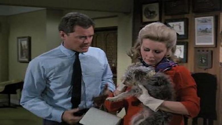 Djinn Djinn, vete a casa