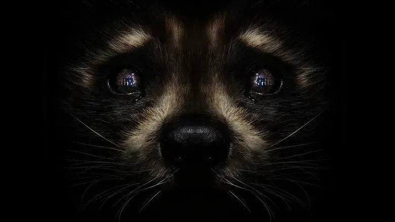 Guardianes de la Galaxia: Volumen 3 - Fondo