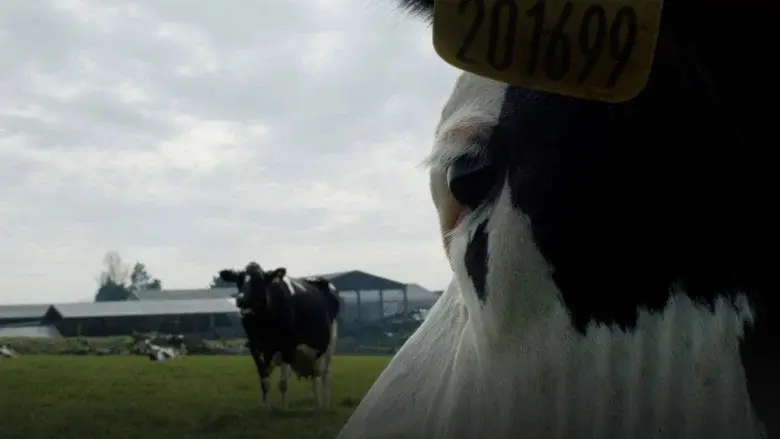 Vaca - Fondo