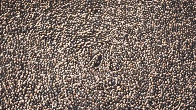 Dune: Parte dos - Fondo