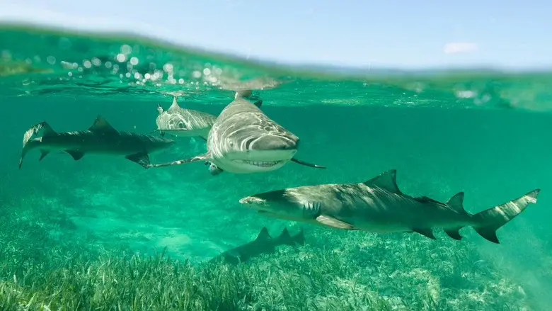 Shark Gangs - Fondo