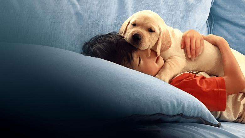 Pets - Fondo