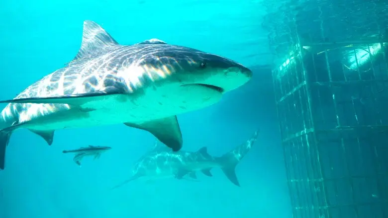 Shark Gangs - Fondo