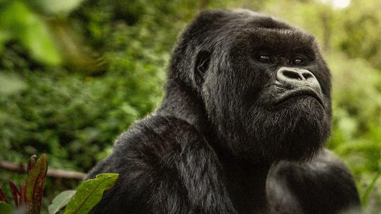 Una historia de gorilas contada por David Attenborough - Fondo