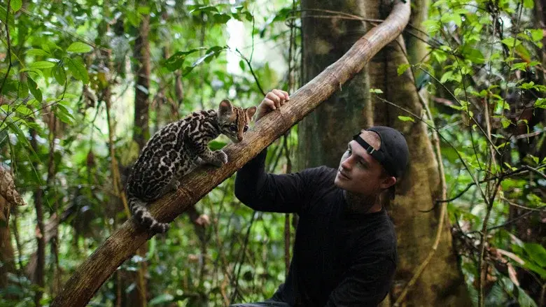 Gato salvaje - Fondo