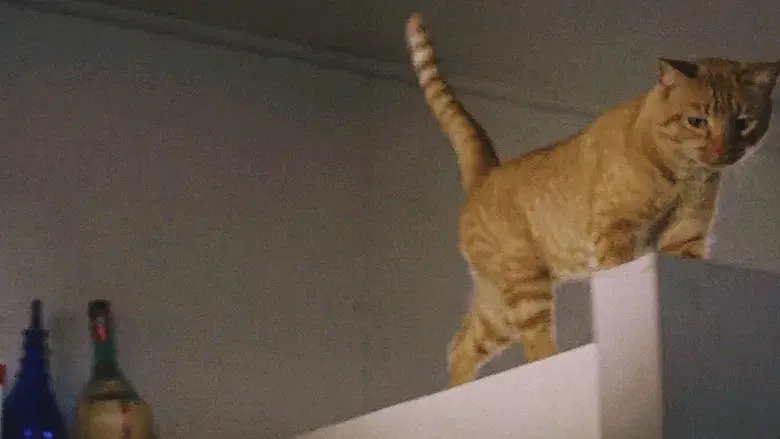 Desayuno con diamantes - Fondo