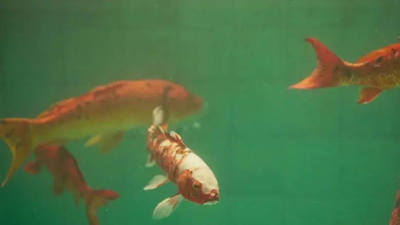 Allmen und das Geheimnis des Koi - Fondo