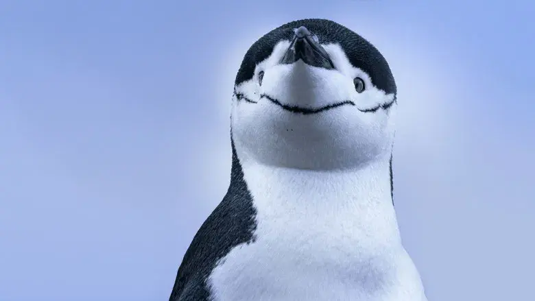 Los secretos de los pingüinos - Fondo