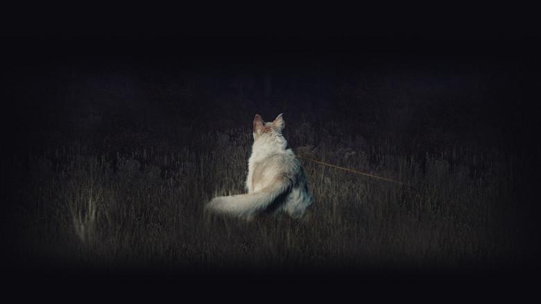 Llega de noche - Fondo