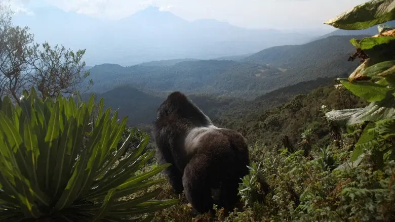 Una historia de gorilas contada por David Attenborough - Fondo