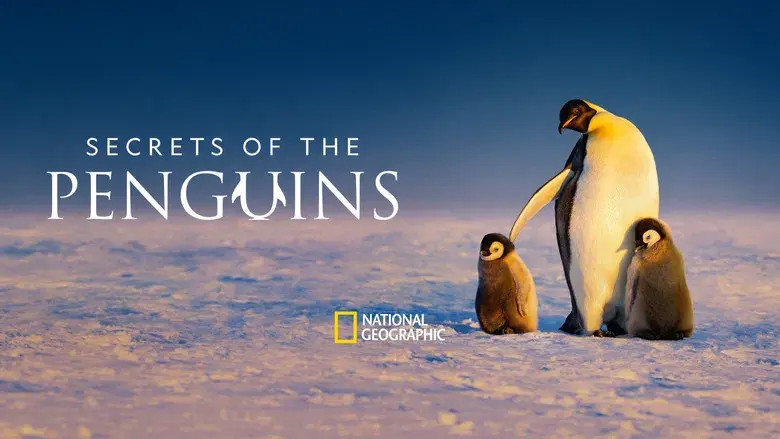 Los secretos de los pingüinos - Fondo
