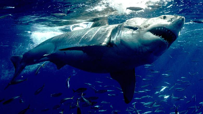 Orca Vs. Great White - Fondo