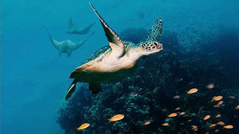 Océanos con David Attenborough - Fondo