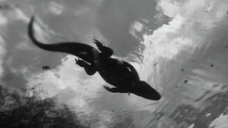 Los chicos de la Nickel - Fondo