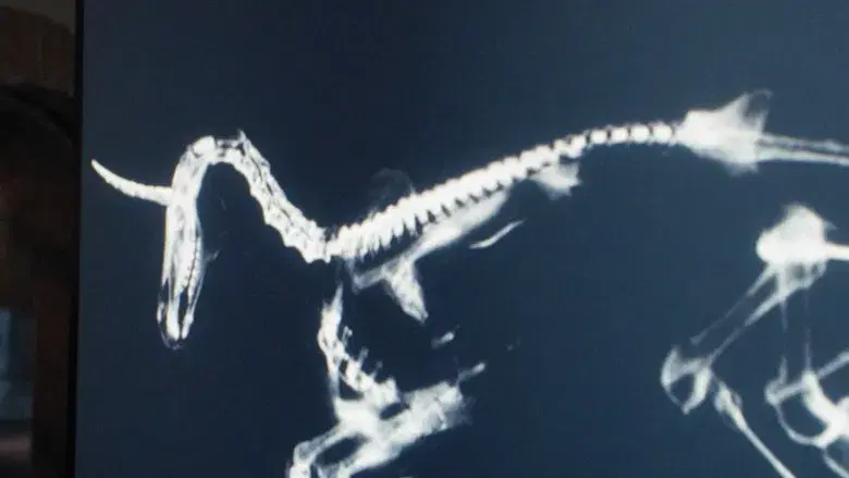 La muerte del unicornio - Fondo