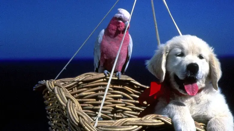 Napoleón, el perrito aventurero - Fondo