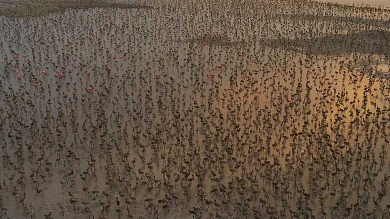 Flamingos: La vida después del meteorito - Fondo