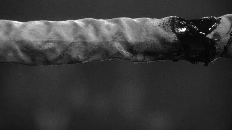 Toro salvaje - Fondo