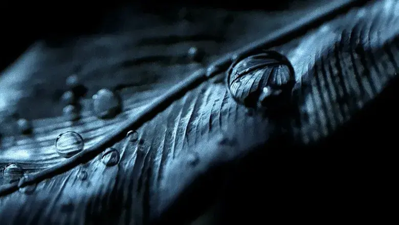 Ciudad de Dios - Fondo