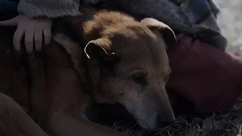 La mujer de los perros - Fondo