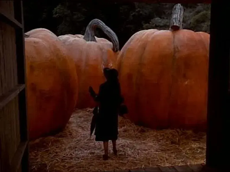 El concurso de calabazas