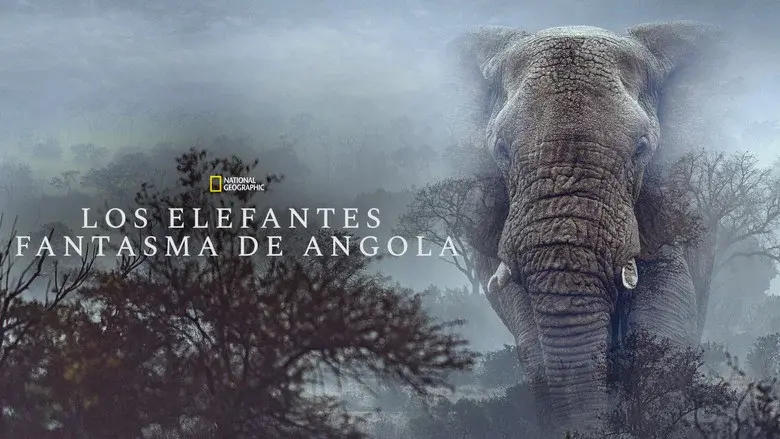 Los elefantes fantasma de Angola - Fondo