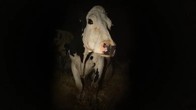 Vaca - Fondo
