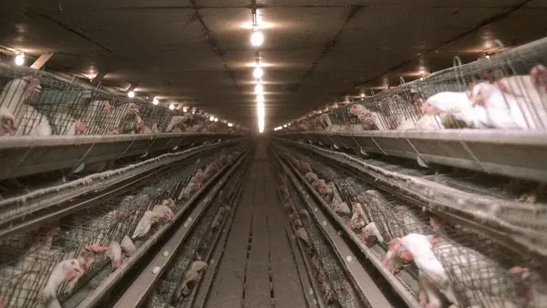 Napoleon Dynamite - Fondo