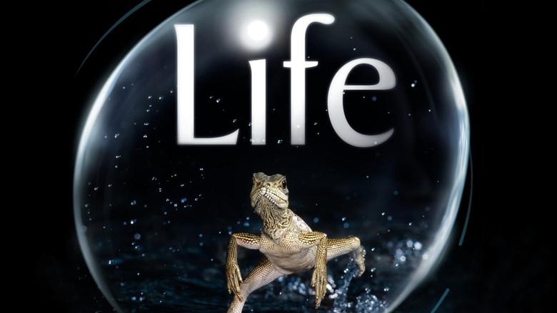 Life - Fondo