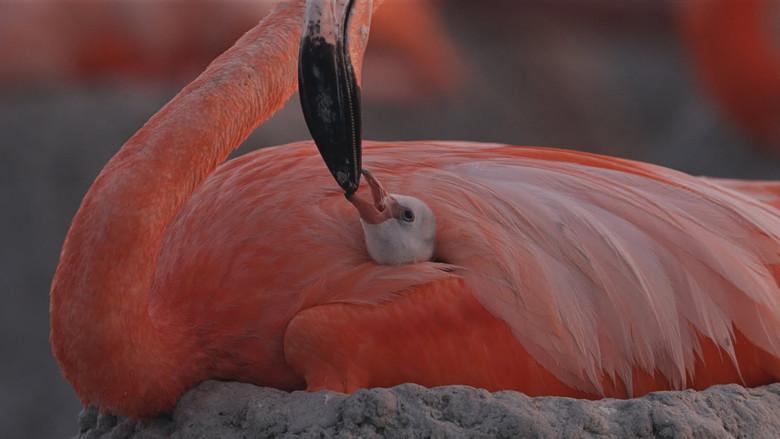 Flamingos: La vida después del meteorito - Fondo