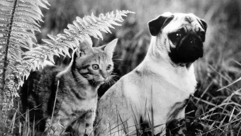 Las aventuras de Chatrán - Fondo