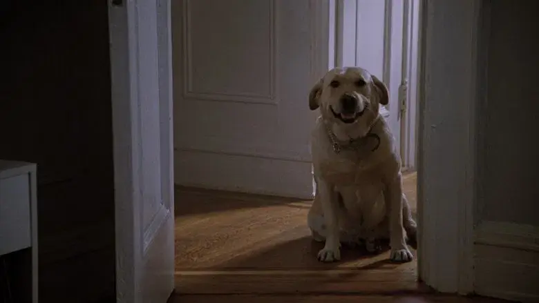 Atracción fatal - Fondo