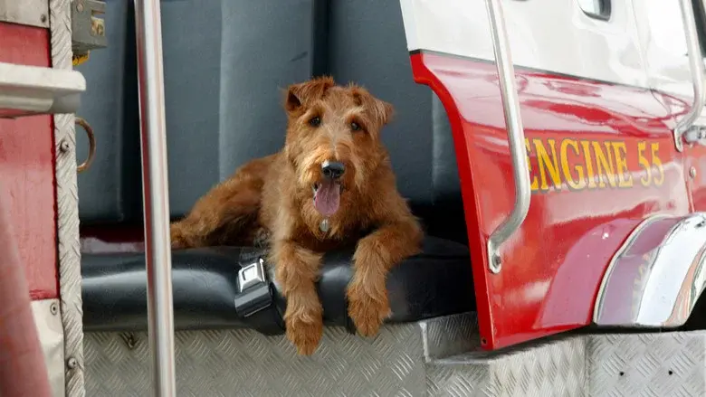 Perro al rescate - Fondo
