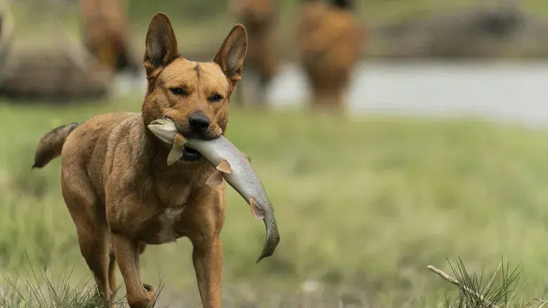 Predator: La presa - Fondo