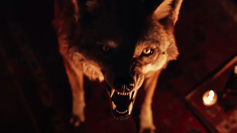 Coyotes - Fondo