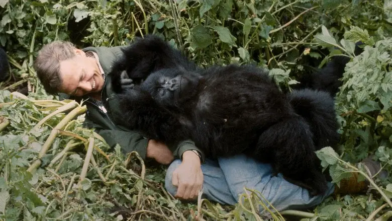 Una historia de gorilas contada por David Attenborough - Fondo