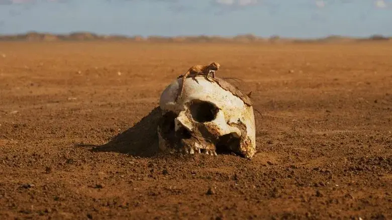 Furiosa: De la saga Mad Max - Fondo