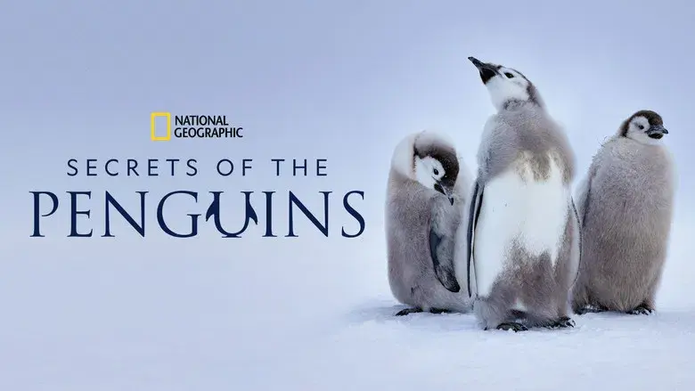 Los secretos de los pingüinos - Fondo