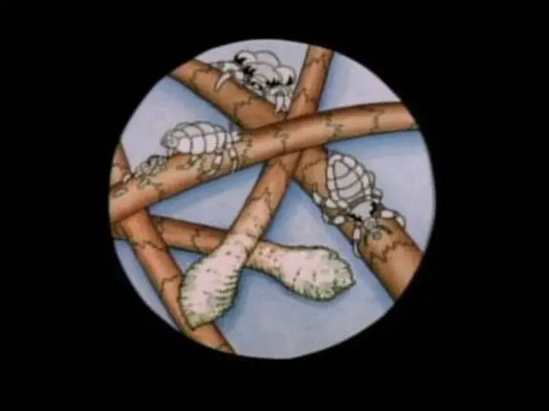 Episodio 9