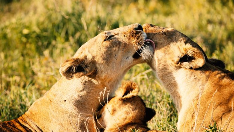 Reinas del mundo salvaje - Fondo