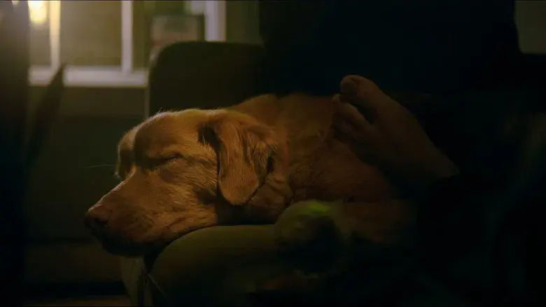 Good Boy - Fondo